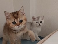 British shorthair yavrularımız