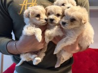 Maltipoo yavrularımız uygundur