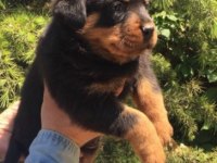 Ruhsatlı Resmi İşletmeden Taksit Avantajıyla Rottweiler
