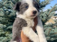 Petmode köpek çiftliğinden border collie yavrular