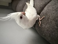 Albino sultan papağanı