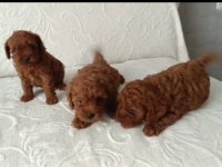 IRK VE SAĞLIK GARANTİ TOY POODLE YAVRULARIMIZ