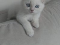 SAFKAN BRİTİSH SHORTHAİR VE LONGHAİR GOLDEN