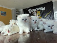 ORJİNAL IRK YAVRU KEDİLER MAGAZAMIZDA CANLI GÖRÜN