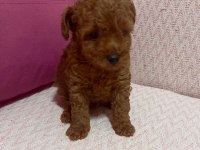 Kore toy poodle yavrularımız
