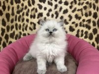 BRİTİSH LONGHAIR BLUE POİNT YAVRULARIM