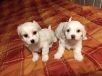 Maltipoo yavrularımız uygundur