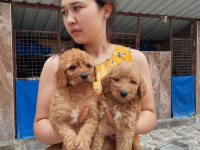 Standart poodle efsane bebekler