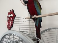 Kırmızı yeşil kanat macaw