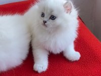 SHOW BRITISH LONGHAİR KEDİLER