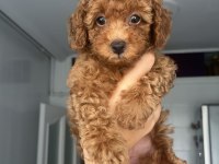 Ev Doğumlu Ailemizde Büyüyen Toy Poodle Bebeklerim