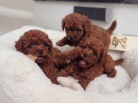 Show Kalite Yurtdışı Girişli Kore Toy Poodle Yavrular