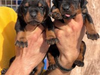 Doberman yavrularımız