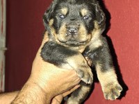 Koca kafa rottweiler yavruları