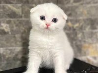 SCOTTISH FOLD BEYAZ YAVRULARIM