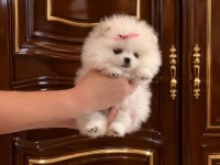 MİKRO CEP BOY DİŞİ POMERANİAN BOO