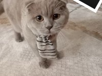 Scottish fold kedisi