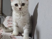 Kedimiz ücretsiz değildir