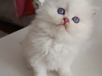 SAFKAN ERKEK KEDİMİZ