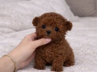 Orjinal Toy Poodle Yavrularımız
