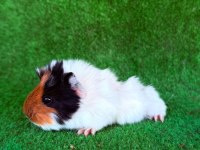 Rengarenk sevimli ginepigler