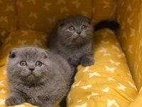 SCOTTISH FOLD GRİ YAVRULARIM