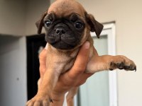 Sağlık ve ırk garantili pug mops yavrumuz