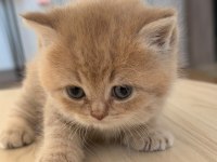 British Shorthair Yavru AY12 Şecereli Baba Bursa