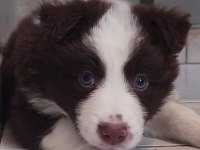 Şecereli anne babadan kahverengi beyaz border collie yavru