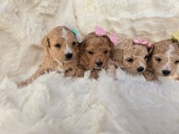 MALTİPOO YAVRULARIMIZ