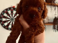 RED BROWN TECUP POODLE DİŞİ BEBEK ANNE 2,5 KG BABA 1,9 KG