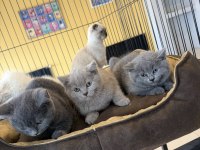 RENK RENK ORJİNAL BRITISH SHORTHAIR YAVRULAR ANKARA