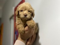 Maltipoo Adrese Teslim, Kapıda Ödeme Yapabilirsiniz