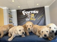 ORJİNAL GOLDEN RETRIEWER YAVRULAR ANKARA MAĞAZAMIZDA