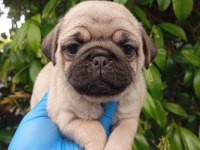 A KALİTE SIFIR BURUN PUG BEBEKLER IRK VE SAĞLIK GARANTİLİ