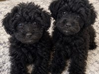 Siyah Poodle