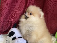 Yakışıklı bir erkek pomeranian