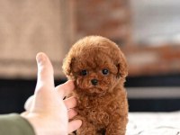 ÖZEL HİSSETMEK İSTEYENLERE TOY POODLE BEBEKLERİM
