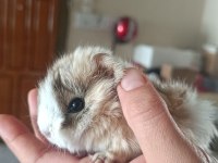 Çift halinde dişi ve erkek ginepig