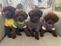 SAFKAN POODLE YAVRULAR TÜRKİYE GENELİ 81 İLE GÖNDERİM