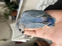 32 Günlük Mavi Sevda Papağanı