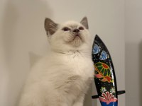 Sağlıklı british shorthair yavrular