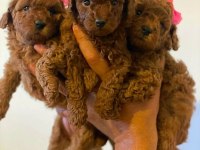 SAFKAN POODLE YAVRULAR TÜRKİYE GENELİ 81 İLE GÖNDERİM