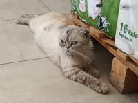 AŞIRI UYSAL EV KEDİSİ