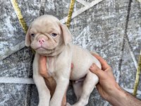 KREDİ KARTINA TAKSİT İMKANIYLA PUG YAVRULARI