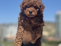 Safkan redbrown toy poodle yavrular ziyarete açık