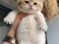 Yavrular british shorthair