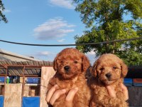Toy poodle yavru isteyen aileler için