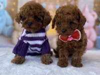 Toy poodle köpeği yavrular