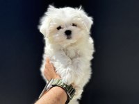 Petmode köpek çiftliğinden kore kan maltese